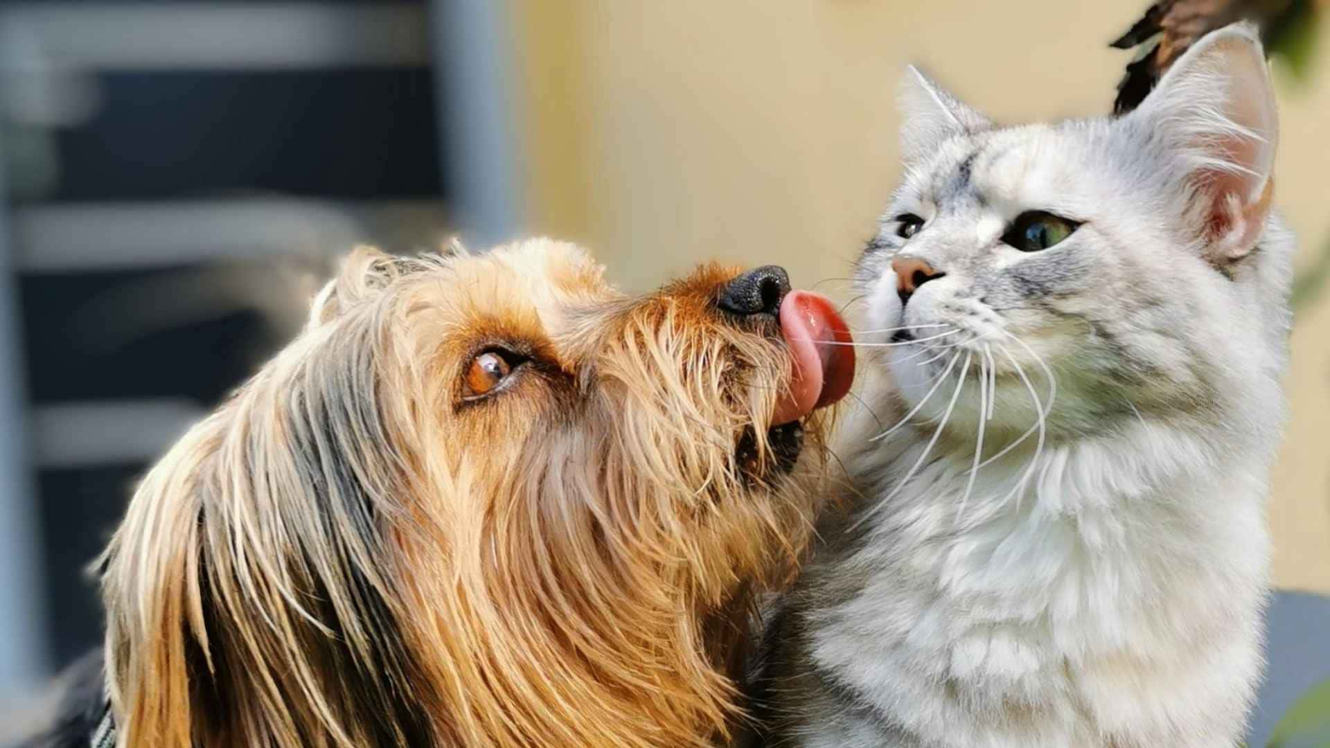 Gato y perro jugando